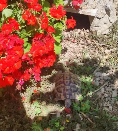 Lucija 2 Apartment *